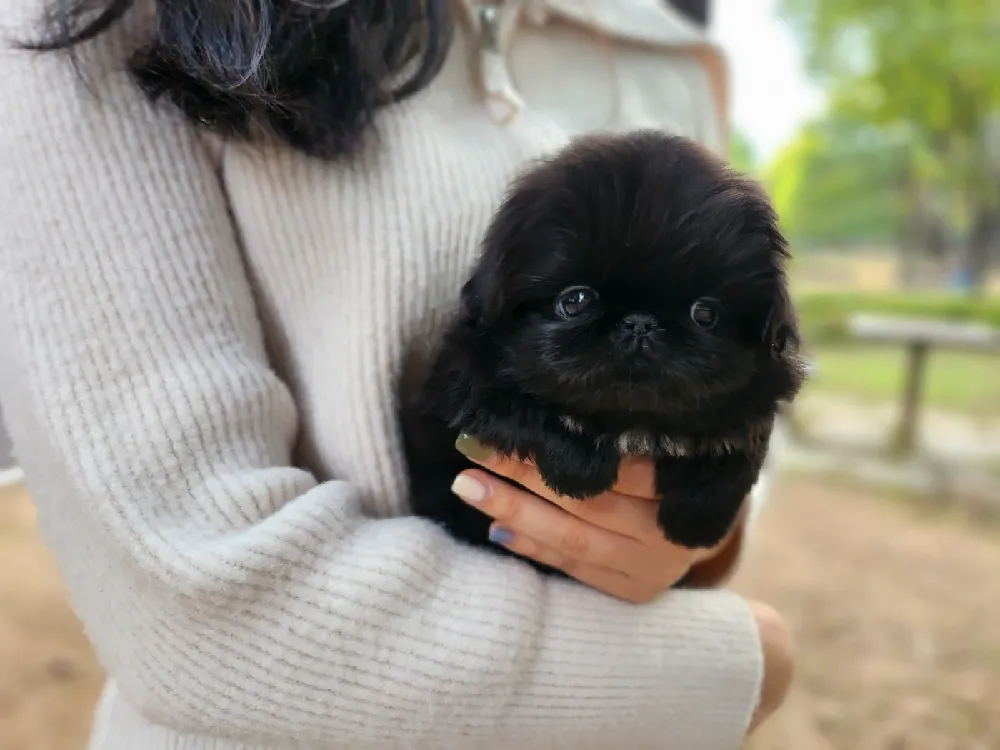 독립적 기질 존중 맞춤 사회화