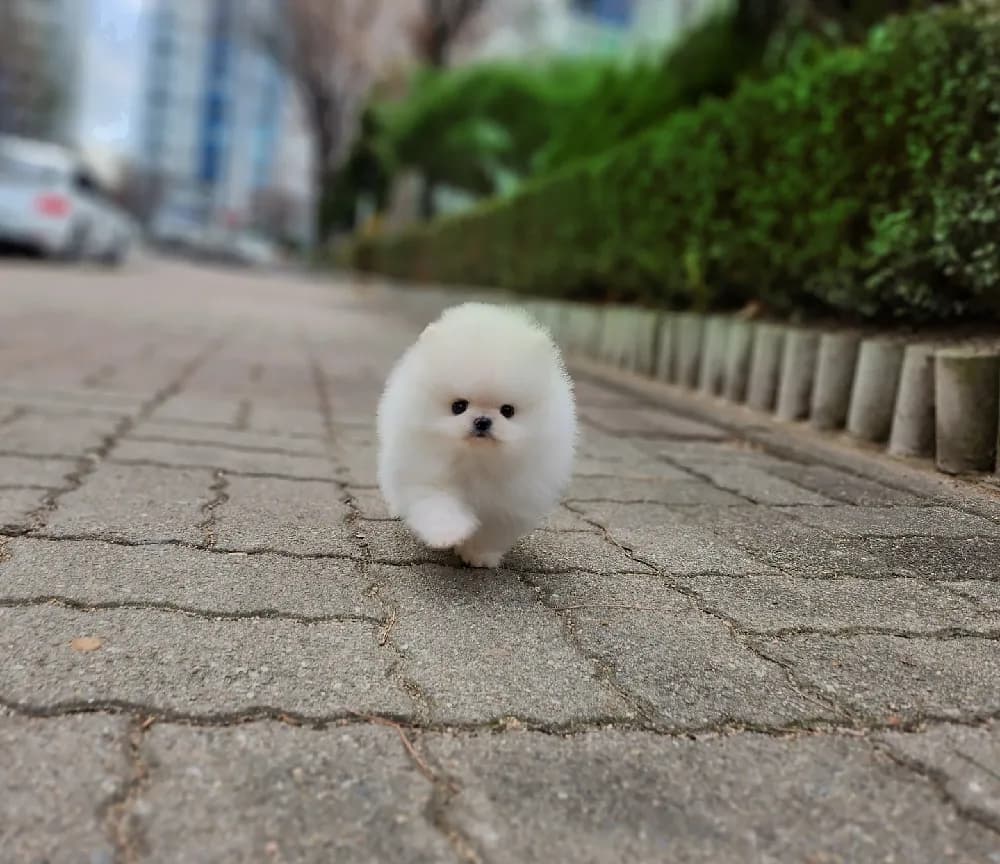 포항 강아지분양 포항 강아지분양 케어 모습 3