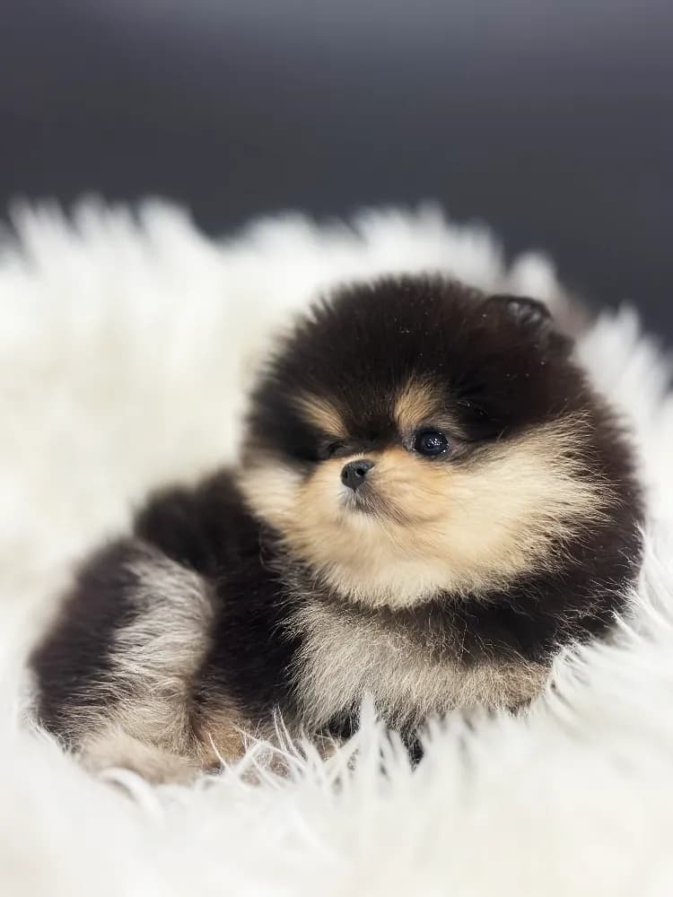 삼척 강아지분양 삼척 강아지분양 프로필 2