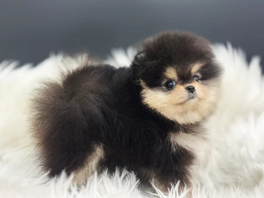 남해 강아지분양 남해 강아지분양 케어 모습 3