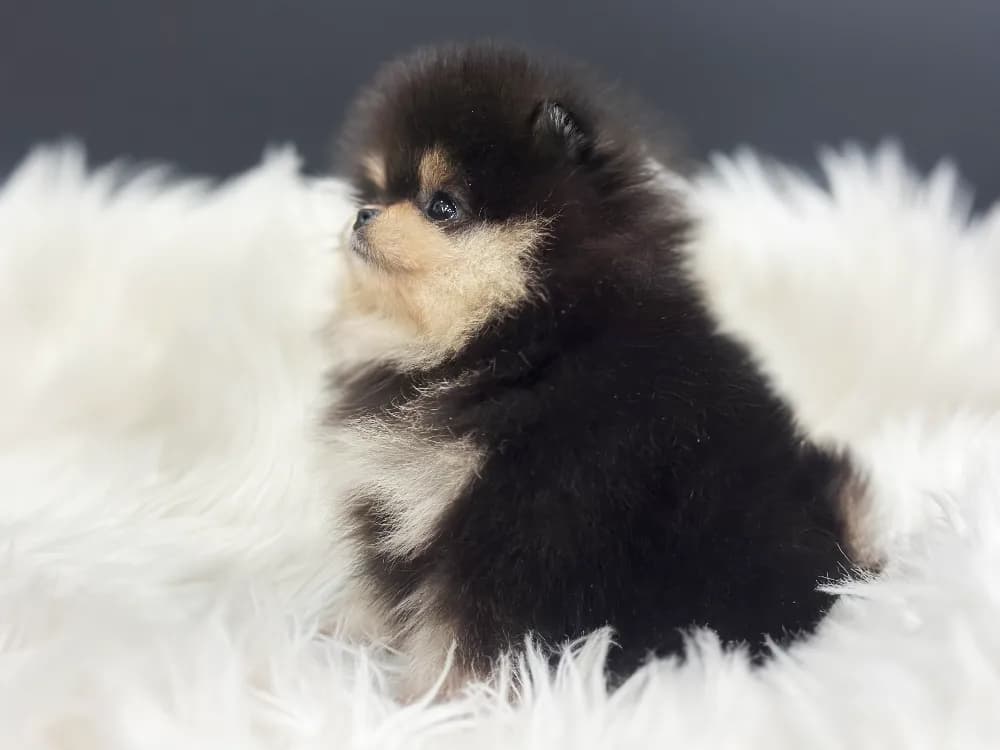 중랑 강아지분양 중랑 강아지분양 케어 모습 3