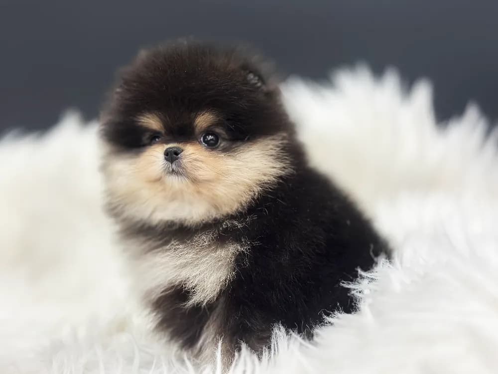 오산 강아지분양 오산 강아지분양 케어 모습 3