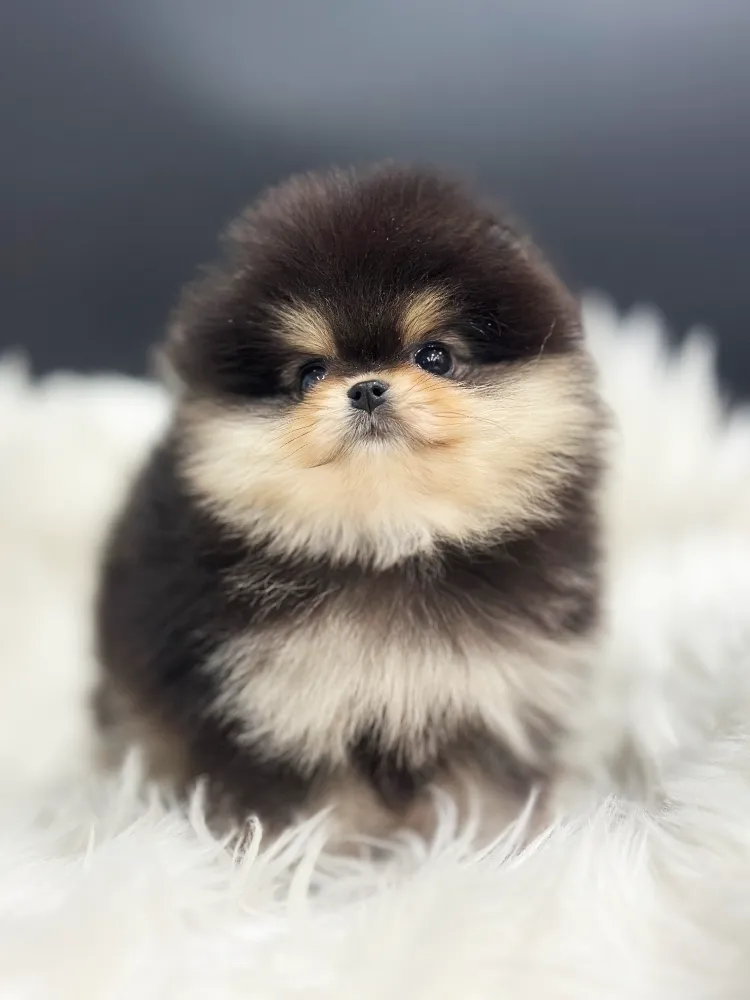 온양 강아지분양 온양 강아지분양 프로필 2