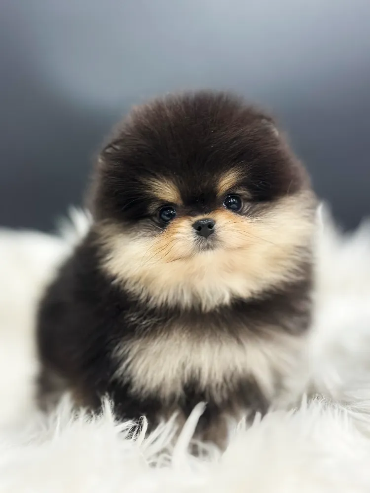 서산 강아지분양 강아지 파양입소 현장 1