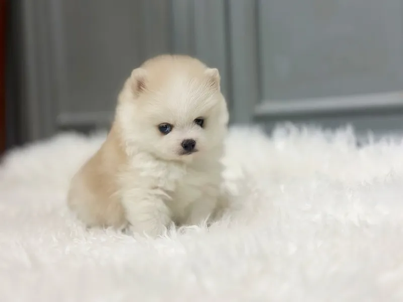 수의사 협진 기초 메디컬 체크
