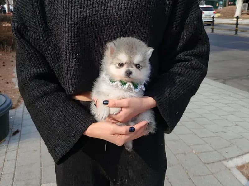 입양 전 3대 잠복기 및 관절 정밀 검진