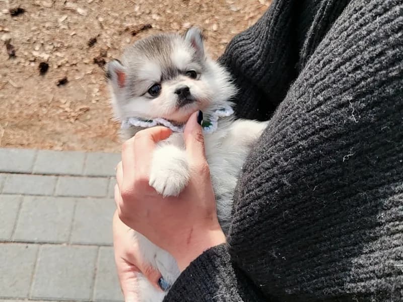 마포 폼스키분양 마포 폼스키분양 케어 모습 3