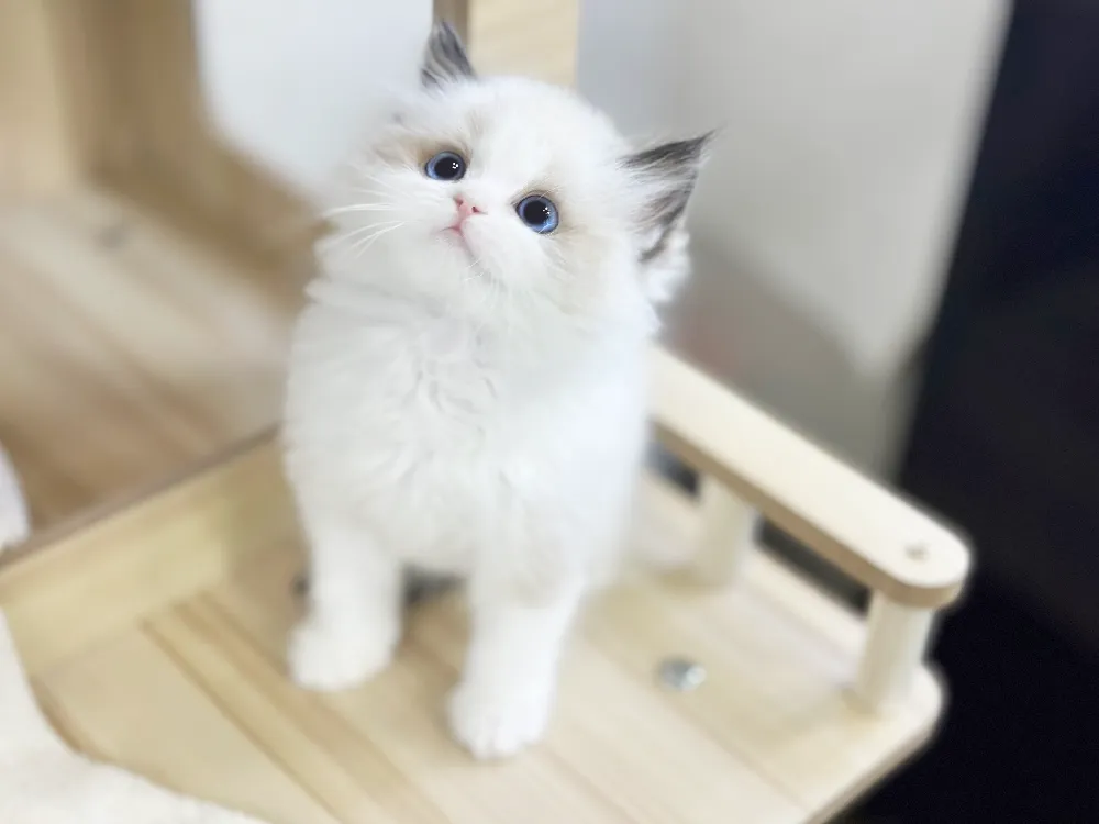 안심 계약 및 합법 분양 보증