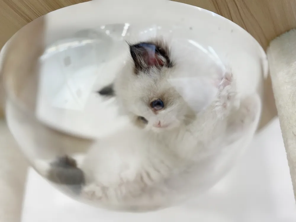 동작 렉돌분양 동작 렉돌분양 케어 모습 3
