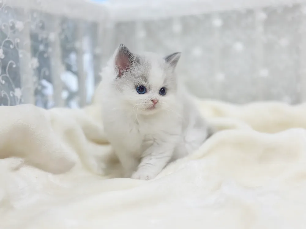 목동 렉돌분양 목동 렉돌분양 프로필 2