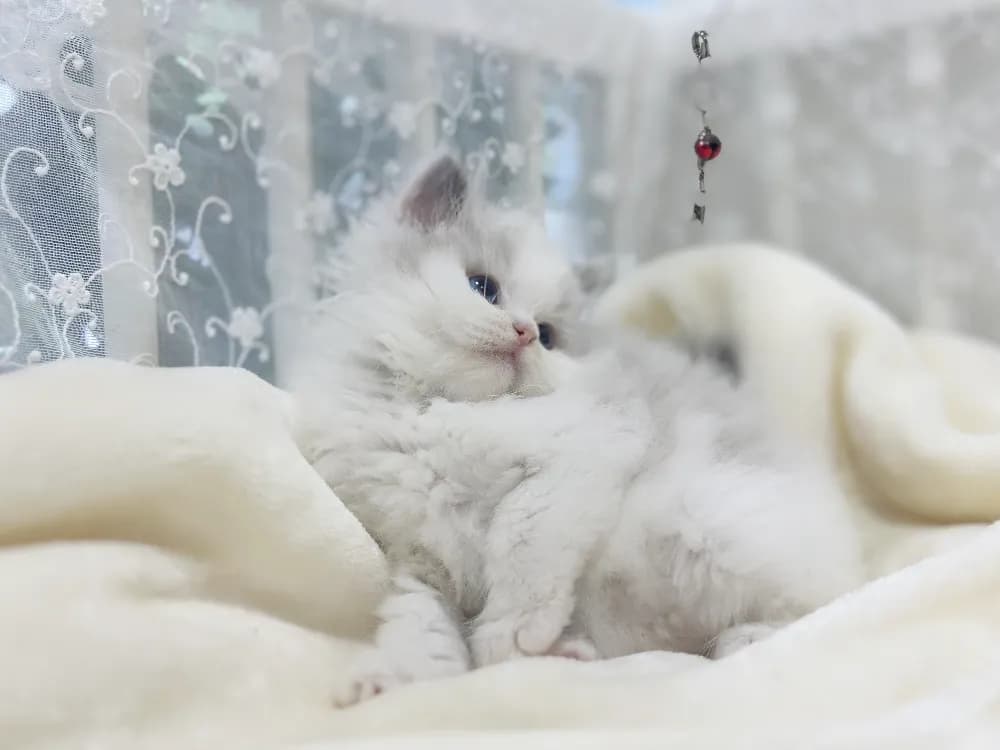 서초 렉돌분양 서초 렉돌분양 케어 모습 3