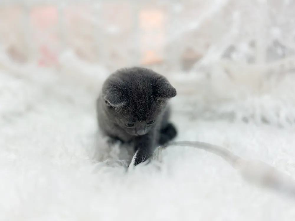 선천 질환 및 면역 스크리닝