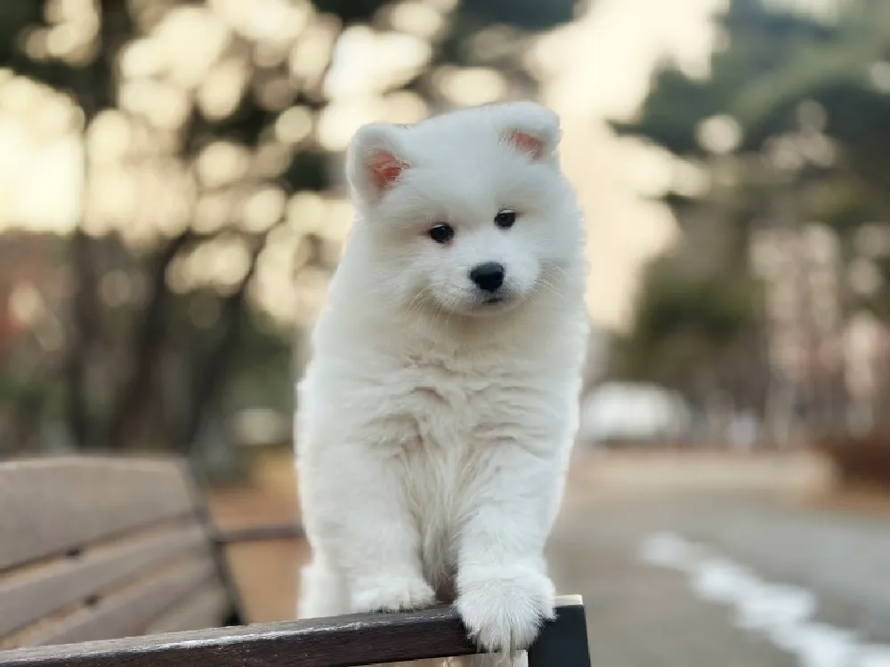 포항 사모예드분양 포항 사모예드분양 케어 모습 3