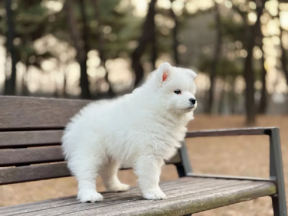 마포 사모예드분양 강아지 파양입소 현장 1