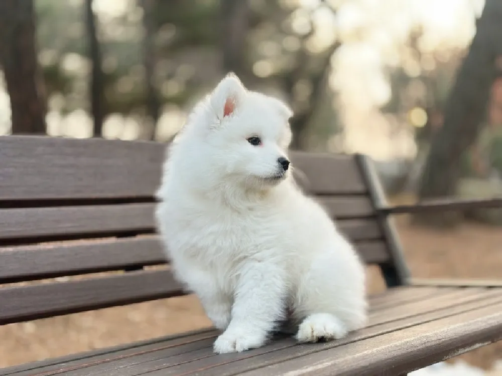 부평 사모예드분양 강아지 파양입소 현장 1