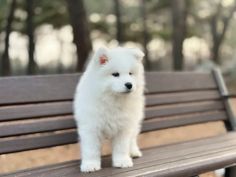 나주 사모예드분양 강아지 파양입소 현장 1