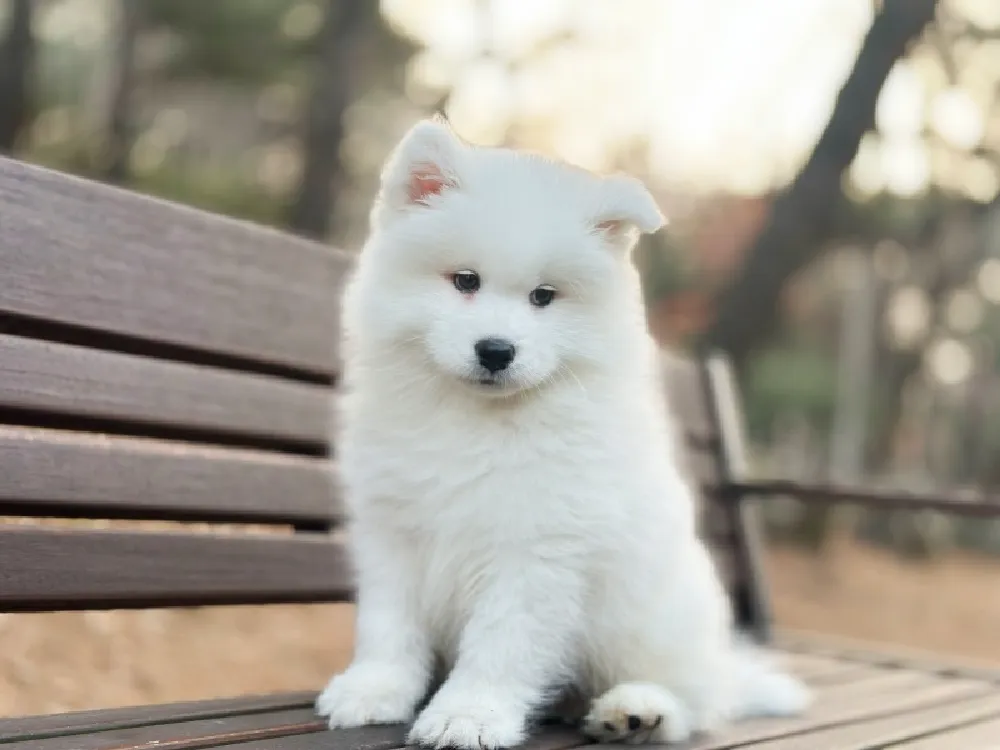 나주 사모예드분양 나주 사모예드분양 케어 모습 3