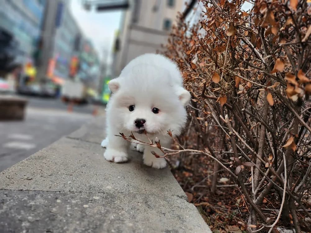 대전 사모예드분양 대전 사모예드분양 케어 모습 3