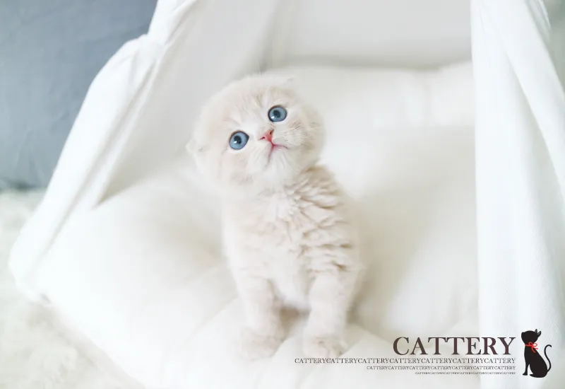 단원구 스코티쉬폴드분양 단원구 스코티쉬폴드분양 프로필 2
