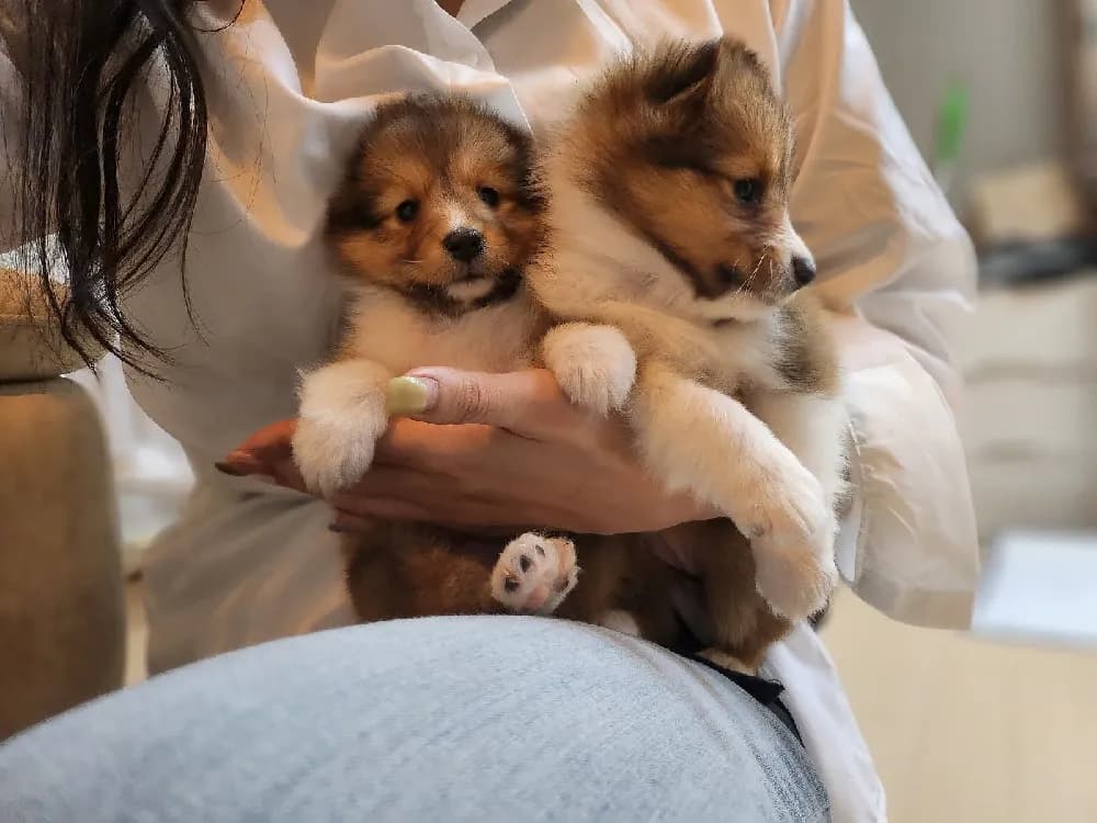 순창 셀티분양 강아지 파양입소 현장 1