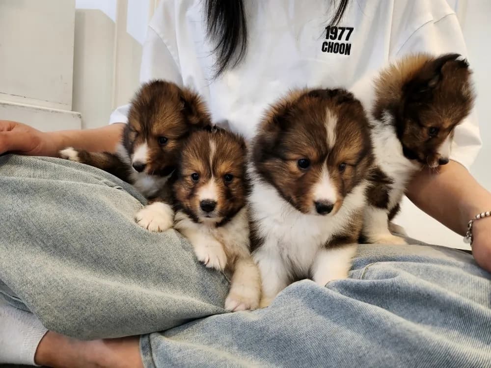삼척 셀티분양 삼척 셀티분양 케어 모습 3