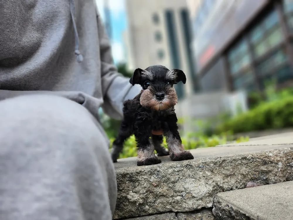 동탄 슈나우저분양 동탄 슈나우저분양 프로필 2
