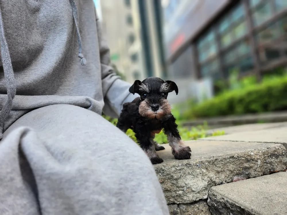 미사 슈나우저분양 강아지 파양입소 현장 1