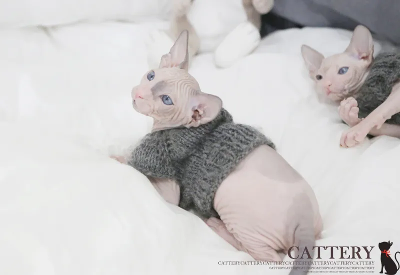 정서적 유대 형성 서포트