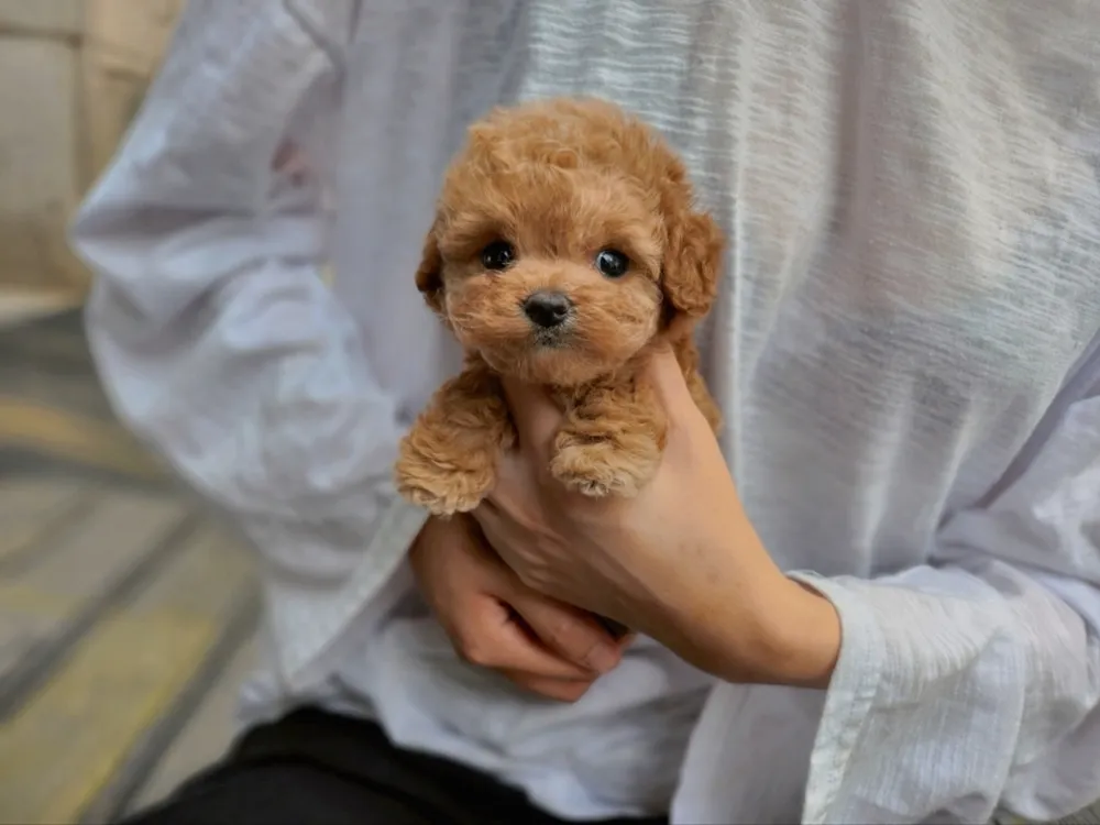 퍼피 스쿨 기초 에티켓 코칭