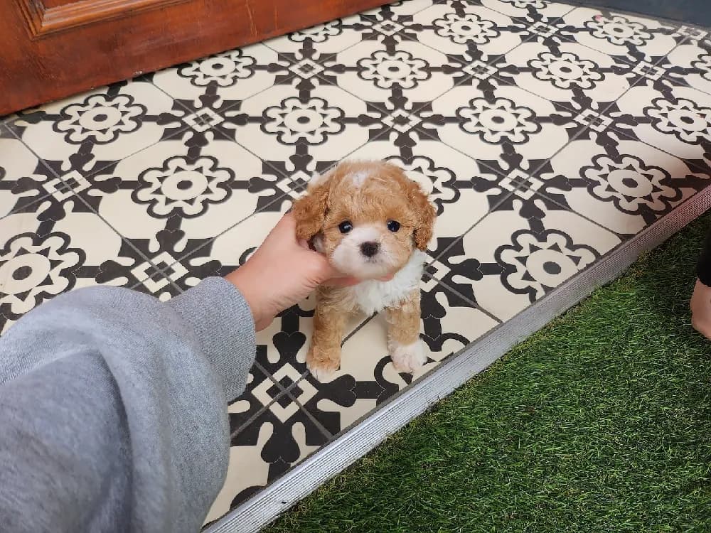 부평 토이푸들분양 부평 토이푸들분양 케어 모습 3