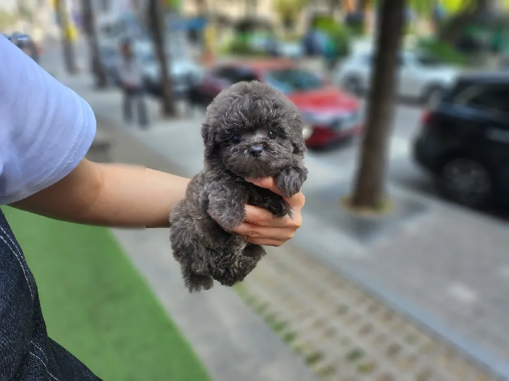청양 토이푸들분양 강아지 파양입소 현장 1