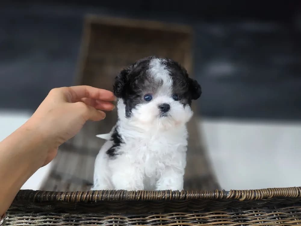 초기 기본 배변 및 분리불안 예방 교육