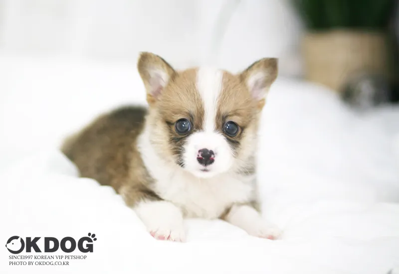 피부 장벽 보호 모질 컨설팅