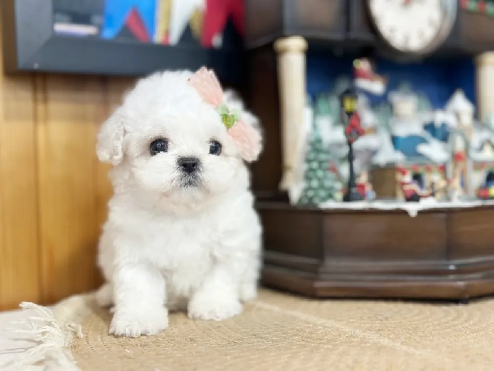 완주 미니비숑분양 완주 미니비숑분양 케어 모습 3