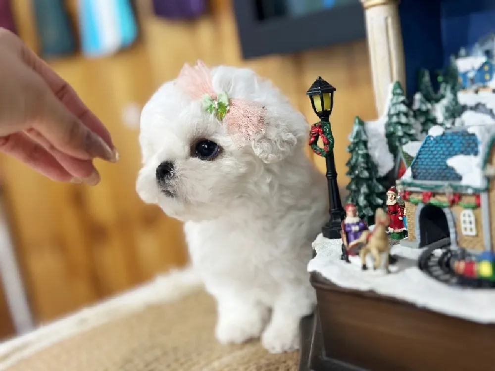 나주 비숑프리제분양 나주 비숑프리제분양 케어 모습 3
