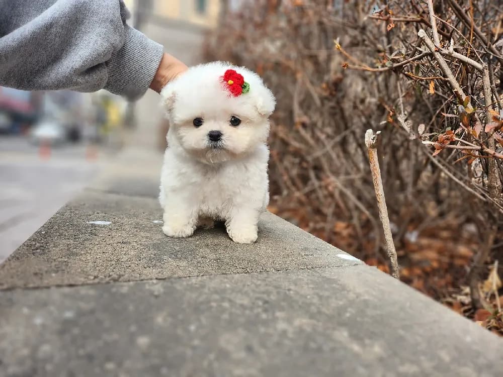 오산 미니비숑분양 강아지 파양입소 현장 1