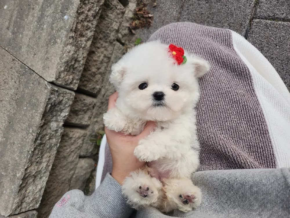 여주 미니비숑분양 강아지 파양입소 현장 1