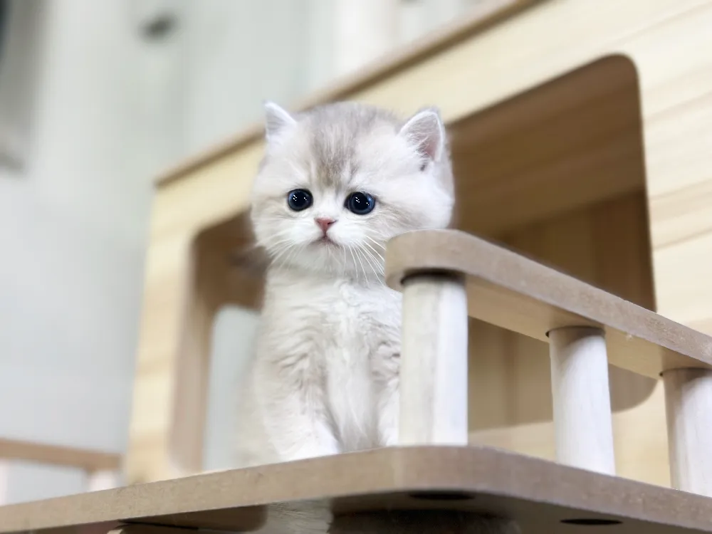 동해 고양이분양 동해 고양이분양 케어 모습 3