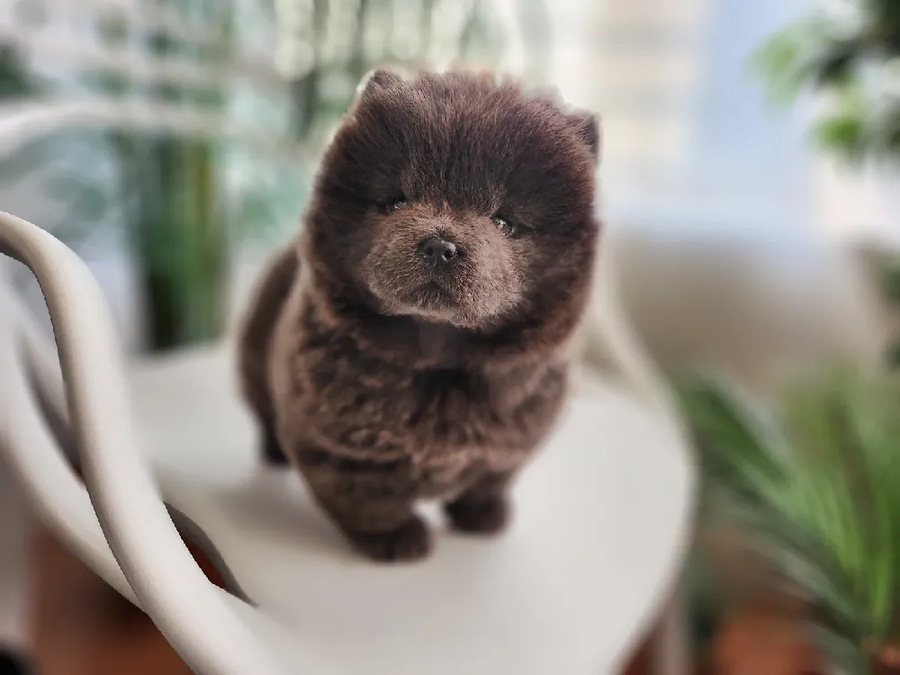 차우차우분양 차우차우분양 프로필 2