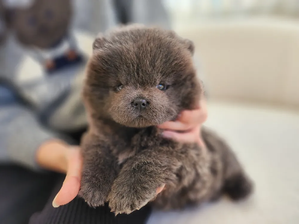여주 차우차우분양 강아지 파양입소 현장 1