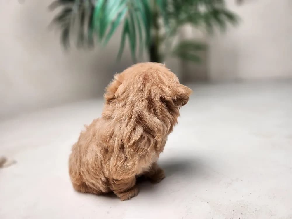 안양 말티푸분양 안양 말티푸분양 케어 모습 3