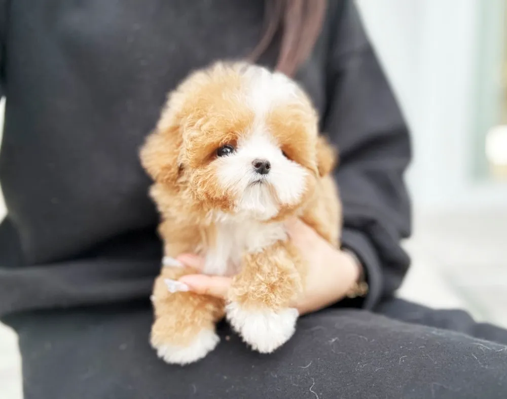 청송 말티푸분양 청송 말티푸분양 프로필 2