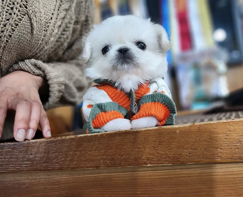 청라 페키니즈분양 강아지 파양입소 현장 1