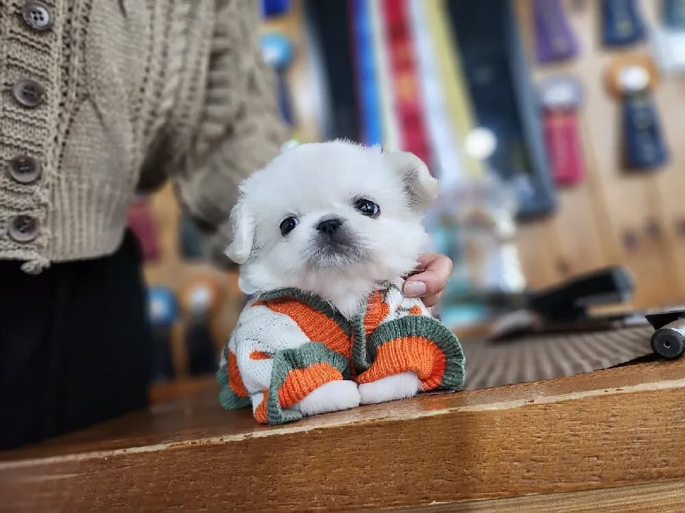 청주 페키니즈분양 청주 페키니즈분양 프로필 2