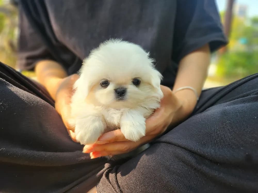 서산 페키니즈분양 서산 페키니즈분양 케어 모습 3