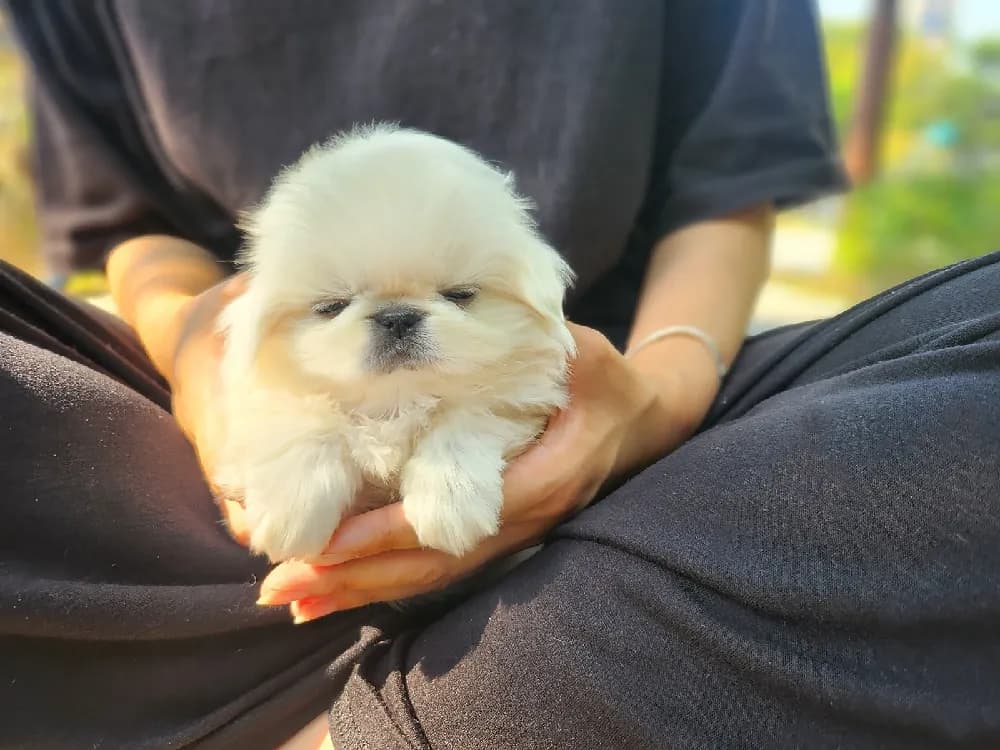 아산 페키니즈분양 아산 페키니즈분양 케어 모습 3
