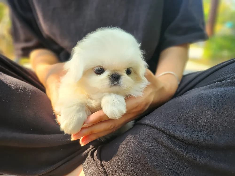 대전 페키니즈분양 대전 페키니즈분양 프로필 2