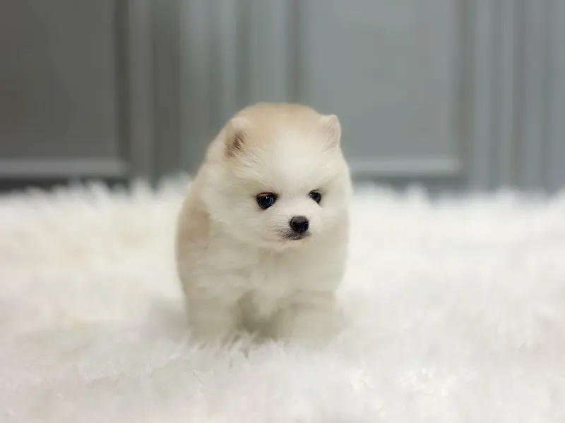 산본 폼스키분양 산본 폼스키분양 프로필 2