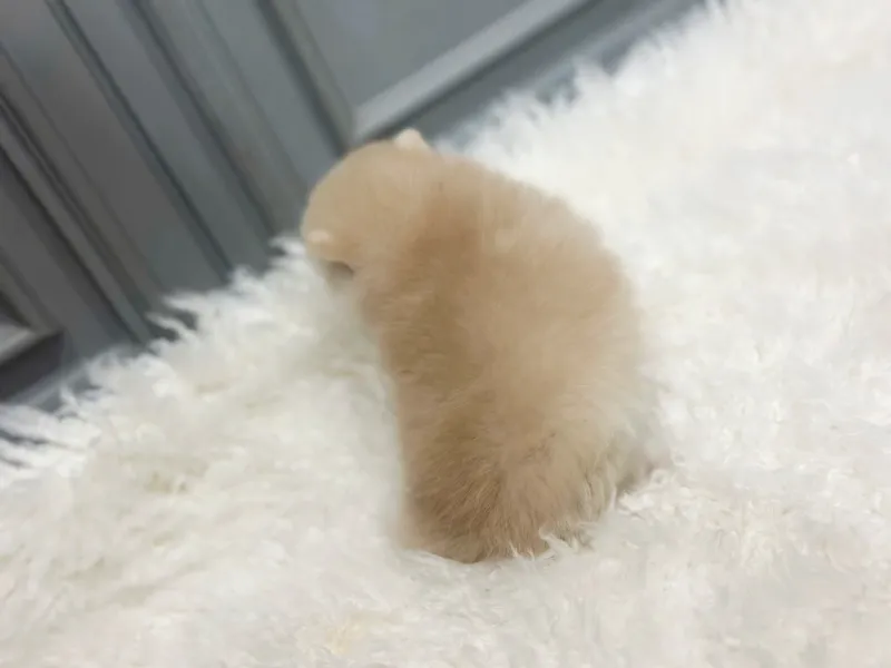 영주 폼스키분양 영주 폼스키분양 프로필 2