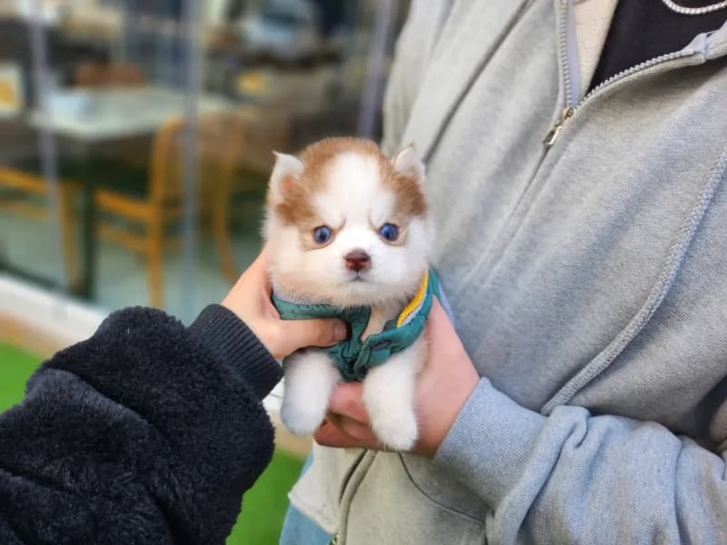 화천 폼스키분양 화천 폼스키분양 케어 모습 3